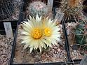 Coryphantha garessii_2